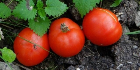 Snowdrop paradajz: karakteristike, produktivnost